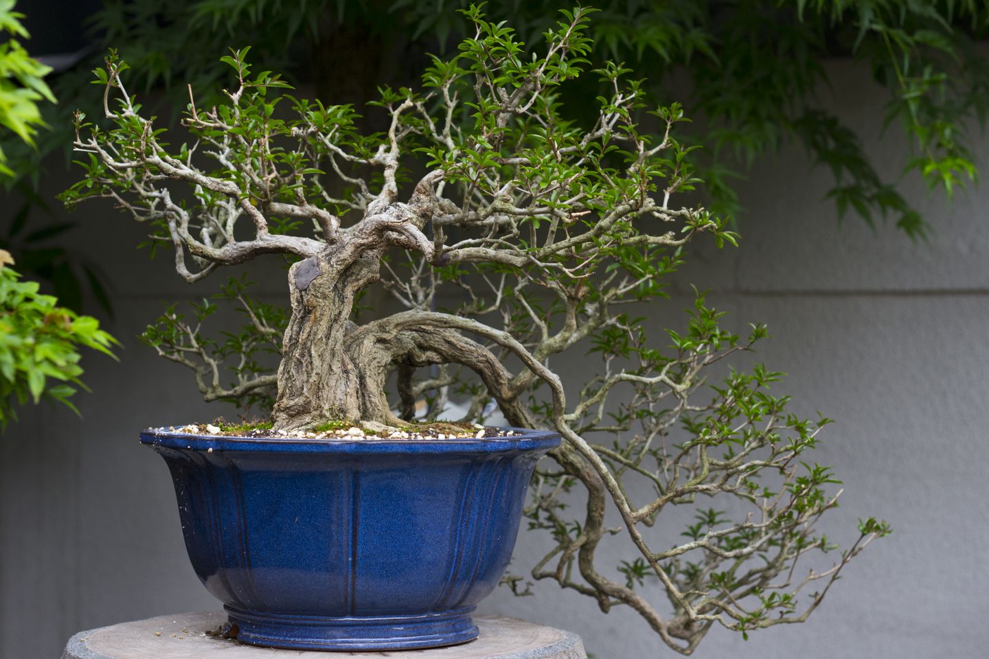 Bonsai Trees Unseen Photos