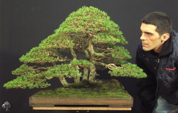 Bonsai Trees Unseen Photos