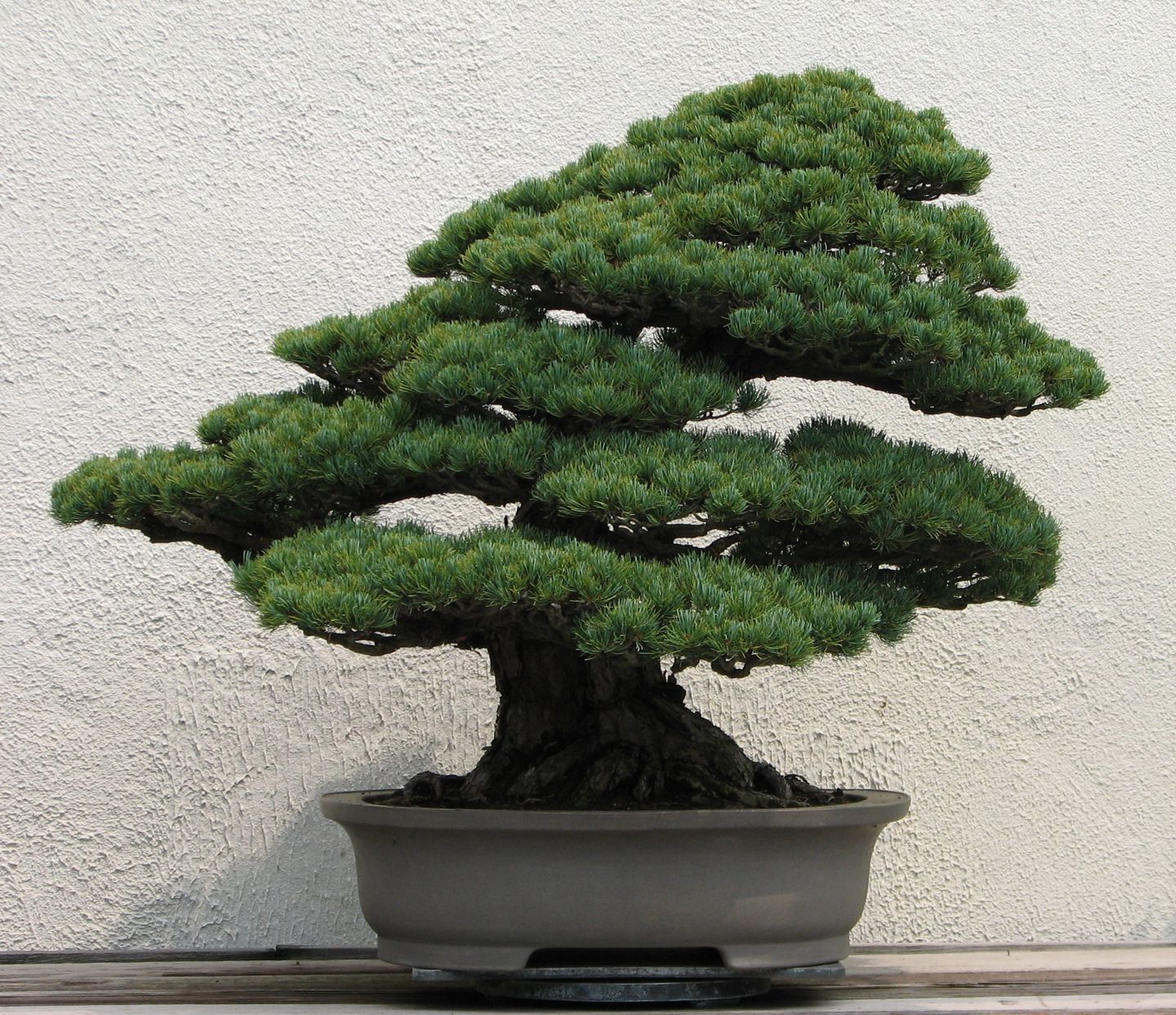 Bonsai Trees Unseen Photos