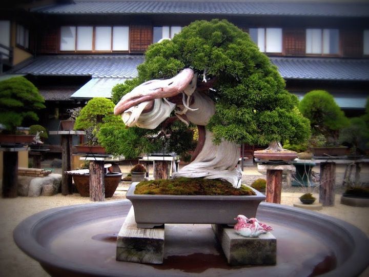 Bonsai Trees Unseen Photos