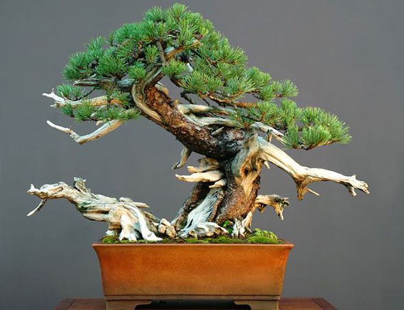 Bonsai Trees Unseen Photos