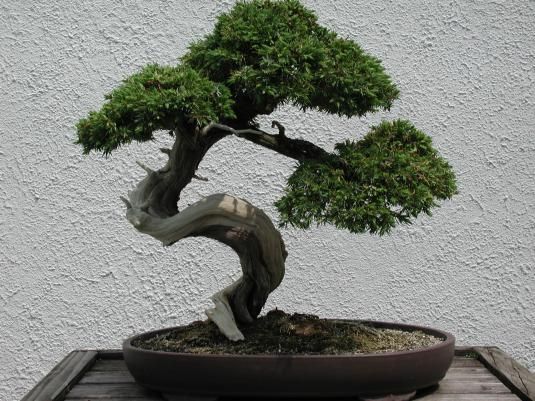 Bonsai Trees Unseen Photos