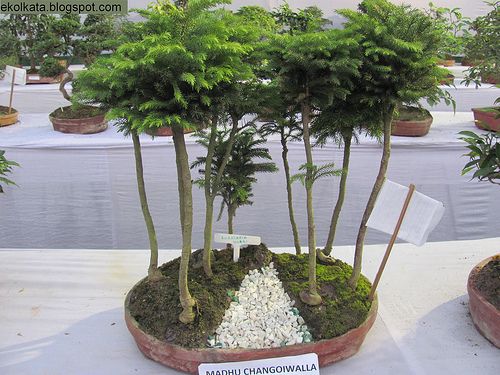 Bonsai Trees Unseen Photos