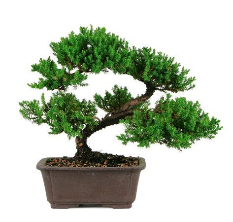 Bonsai Trees Unseen Photos