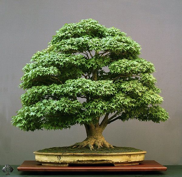 Bonsai Trees Unseen Photos