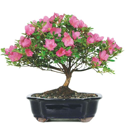 Bonsai Trees Unseen Photos