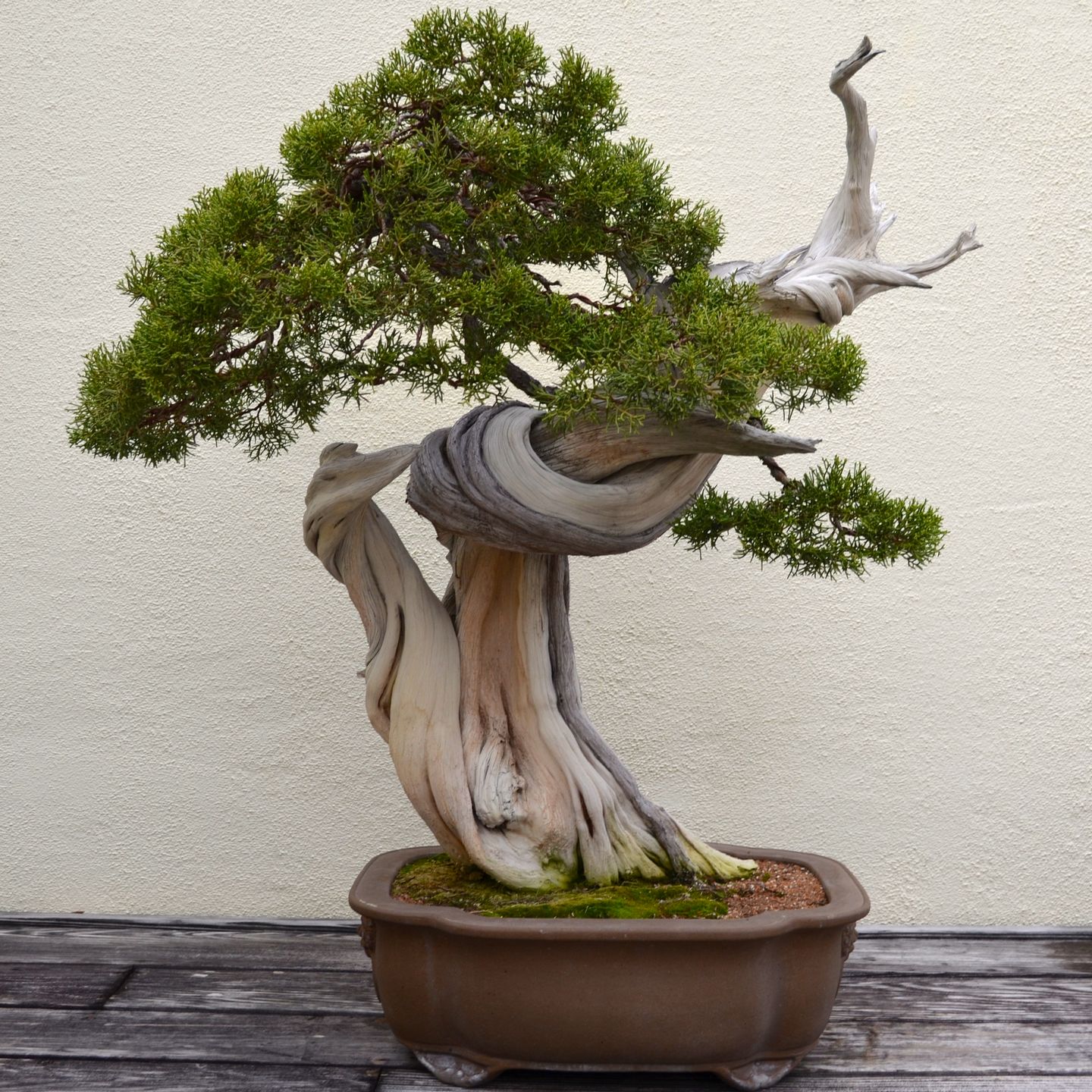 Bonsai Trees Unseen Photos