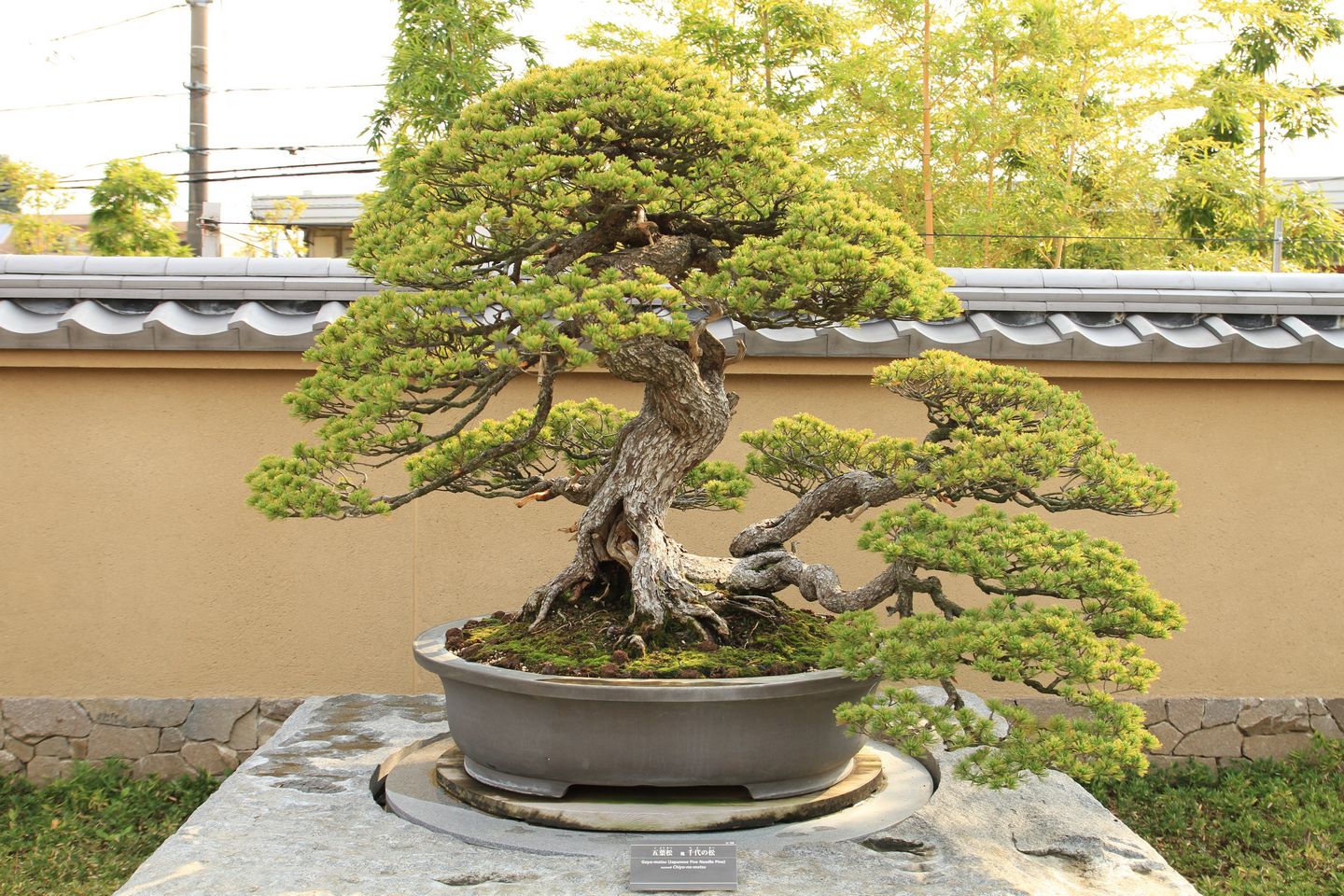 Bonsai Trees Unseen Photos