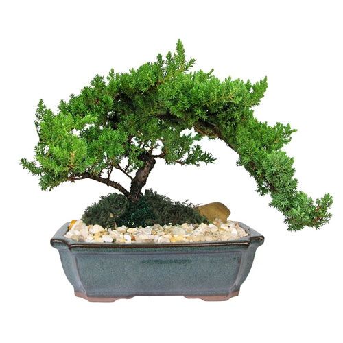 Bonsai Trees Unseen Photos