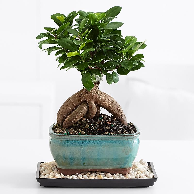 Bonsai Trees Unseen Photos