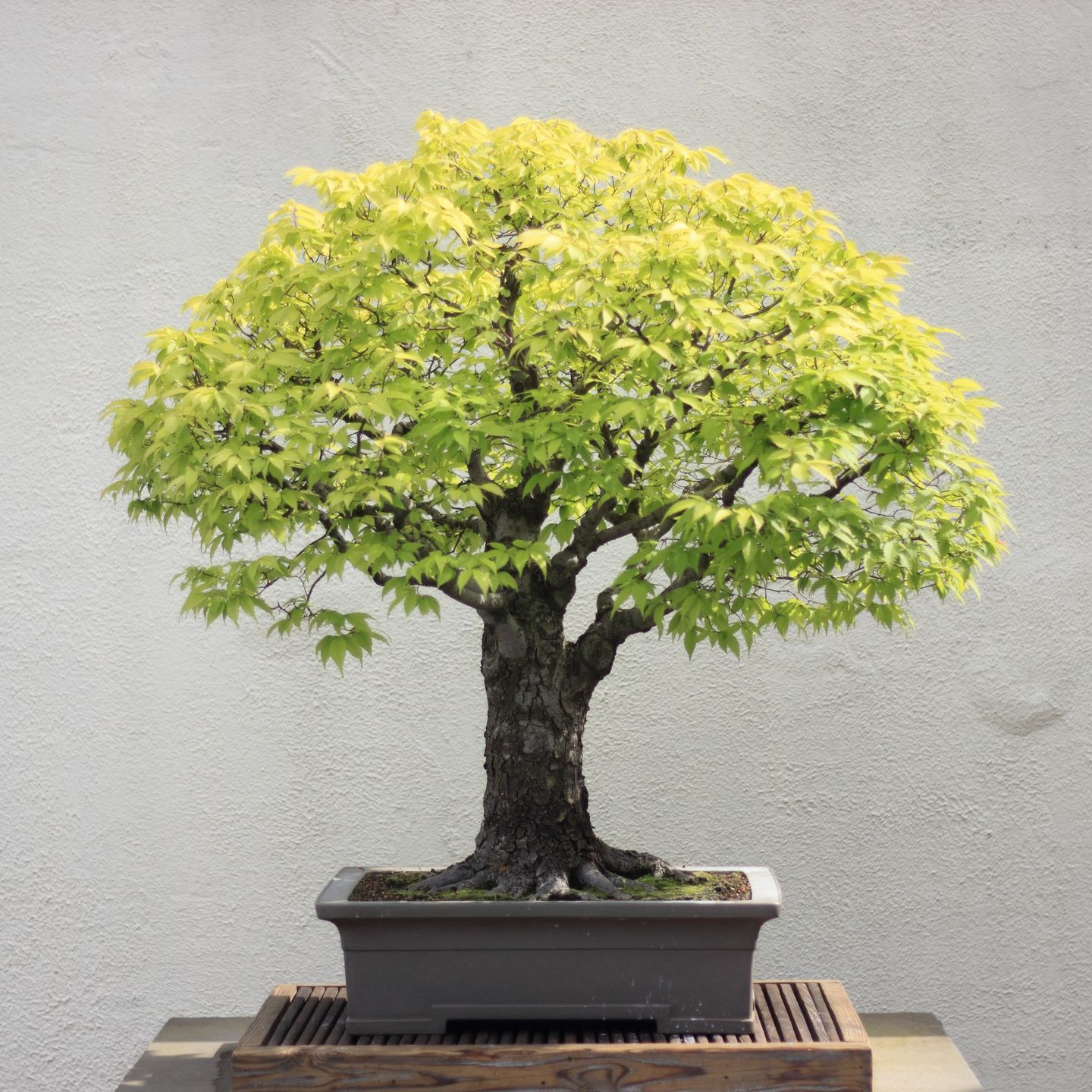 Bonsai Trees Unseen Photos