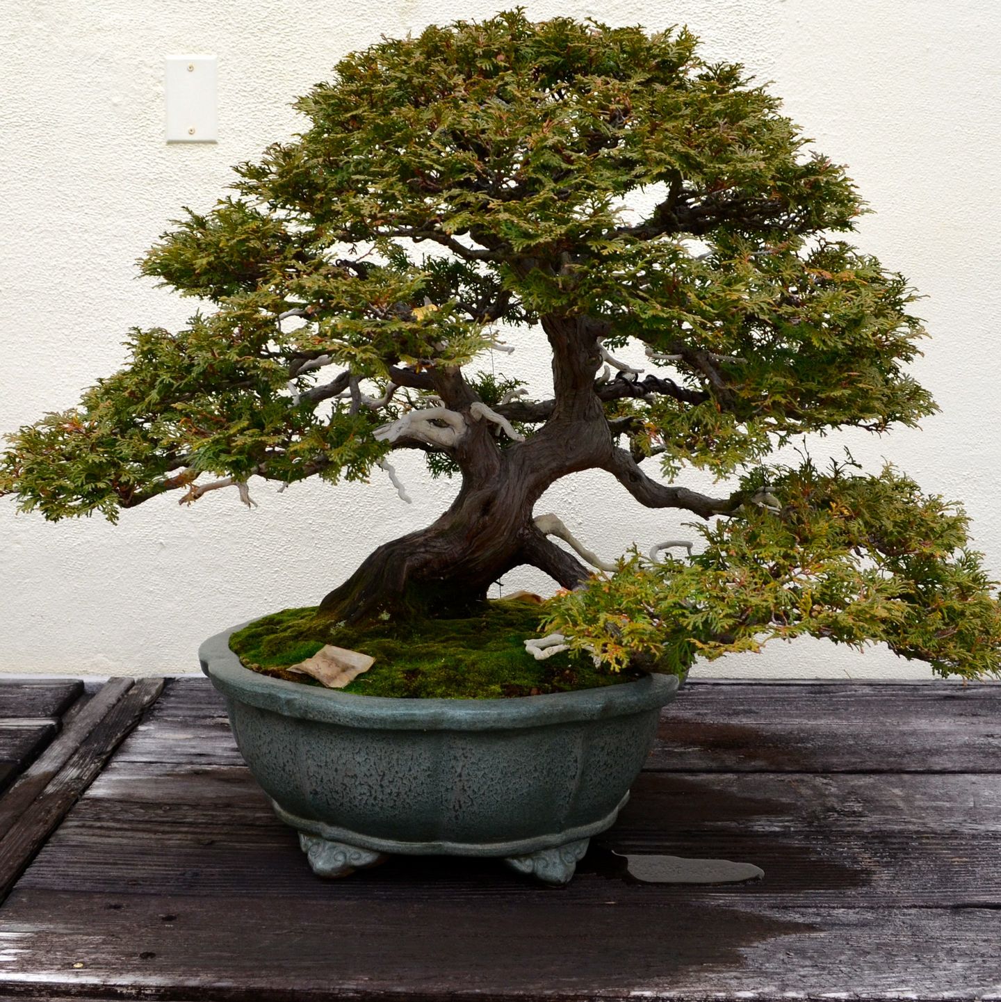 Bonsai Trees Unseen Photos