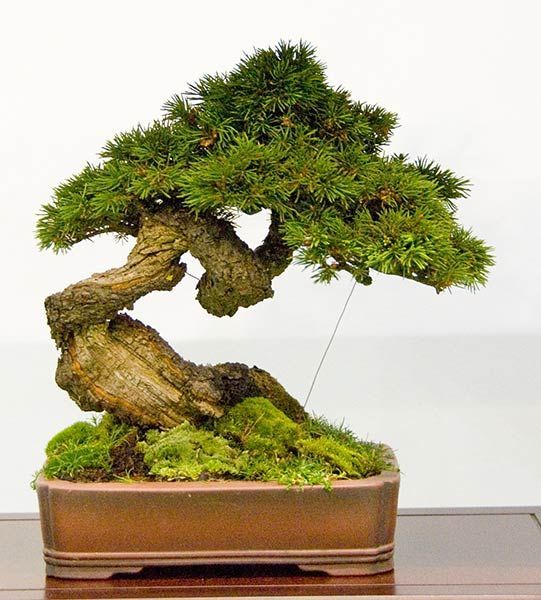 Bonsai Trees Unseen Photos