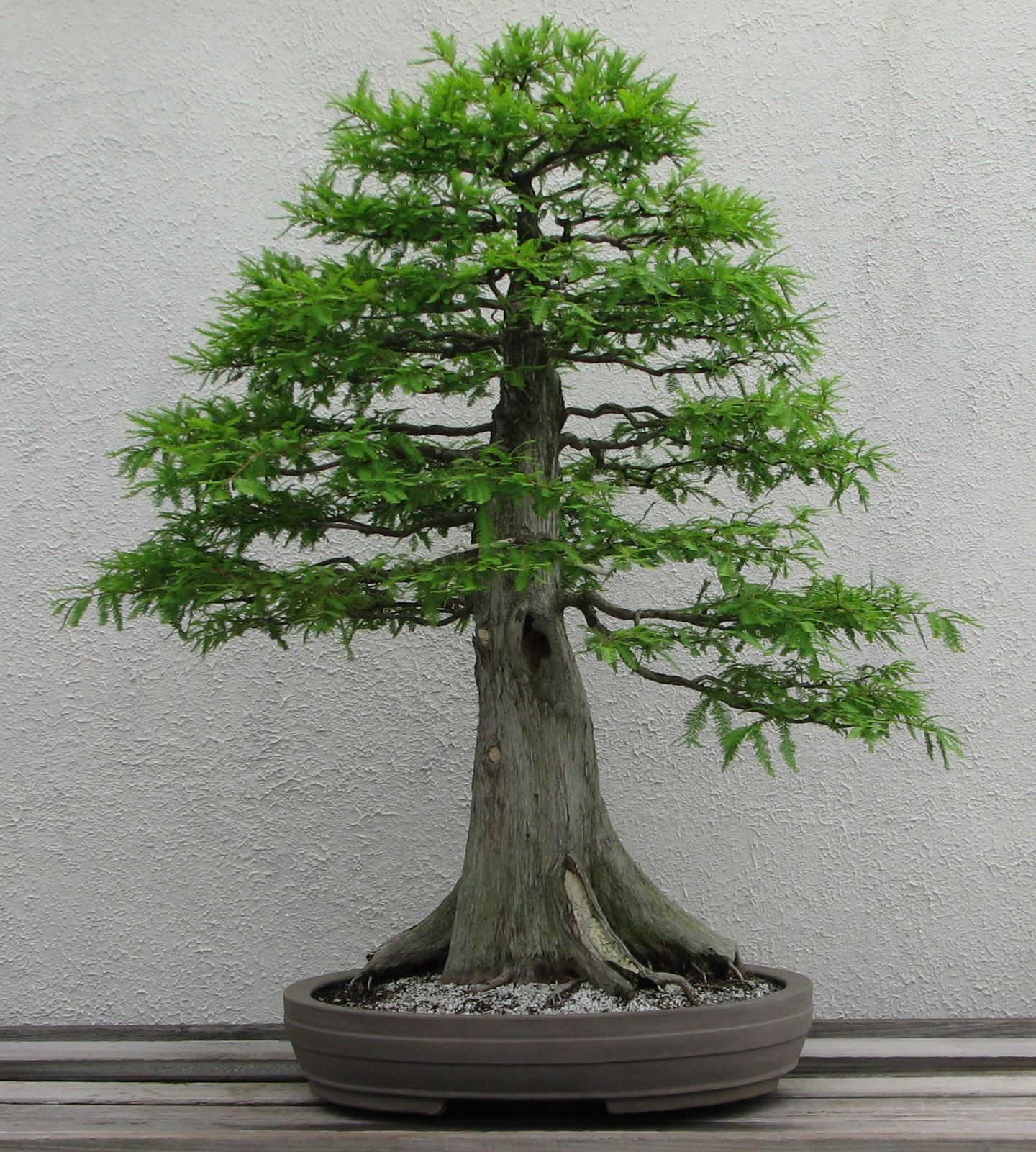 Bonsai Trees Unseen Photos