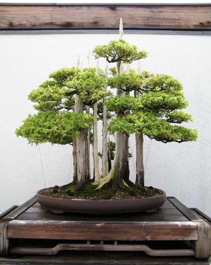 Bonsai Trees Unseen Photos