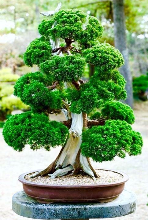 Bonsai Trees Unseen Photos