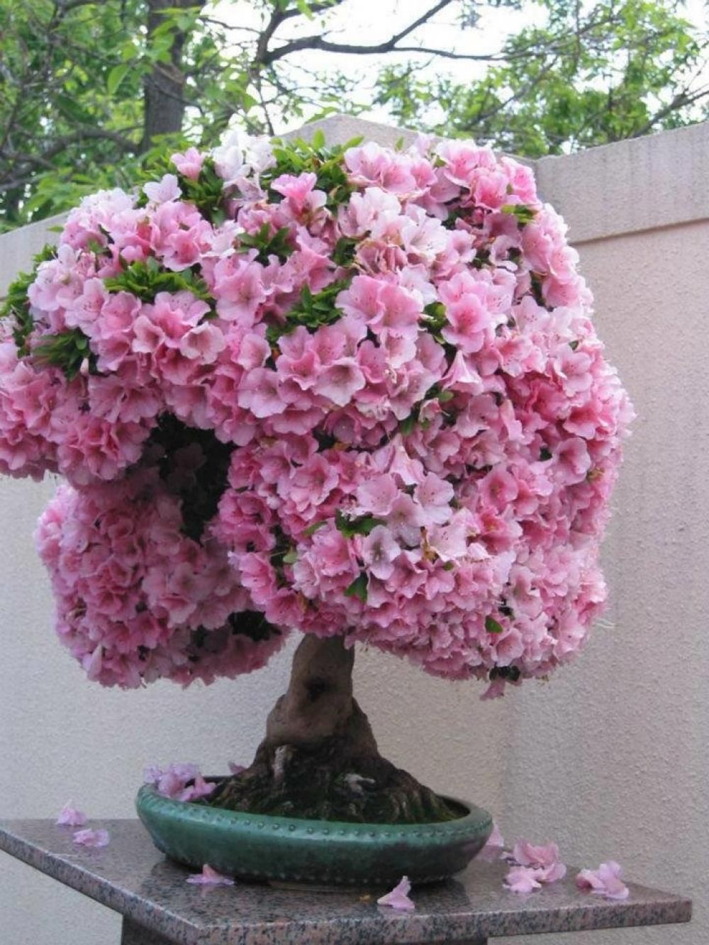 Bonsai Trees Unseen Photos