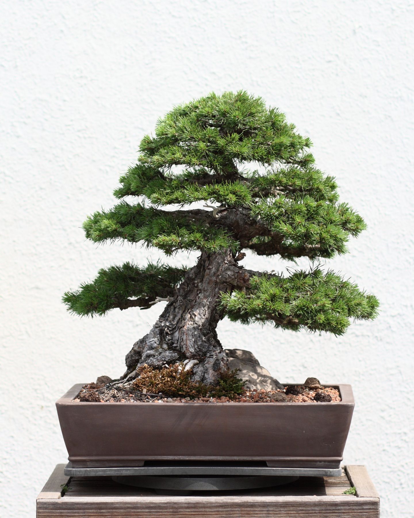 Bonsai Trees Unseen Photos