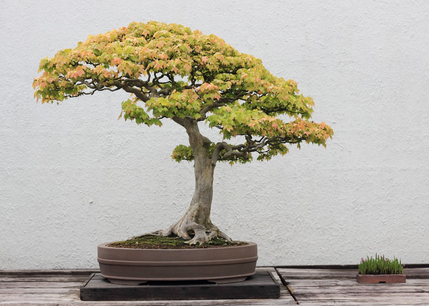 Bonsai Trees Unseen Photos