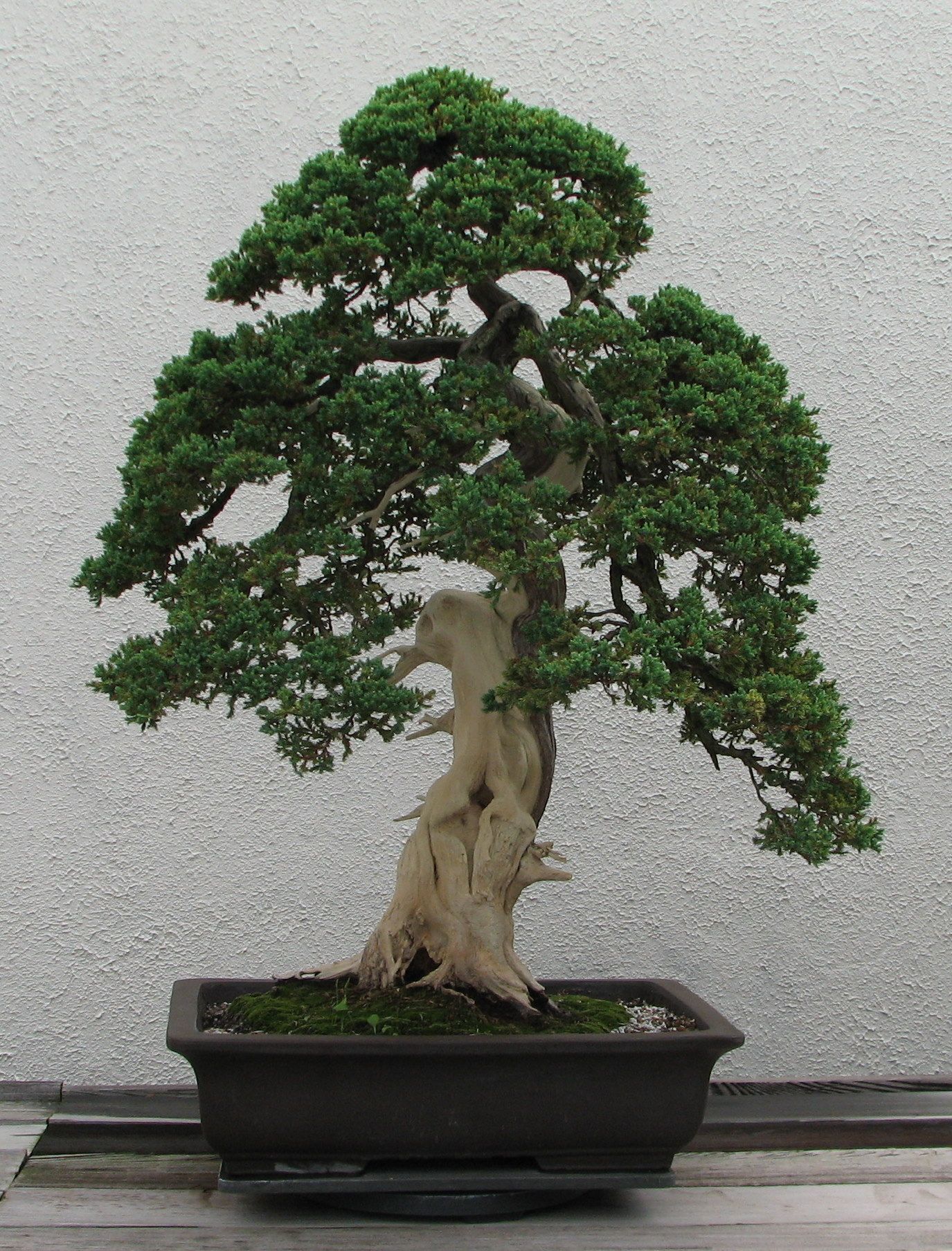 Bonsai Trees Unseen Photos