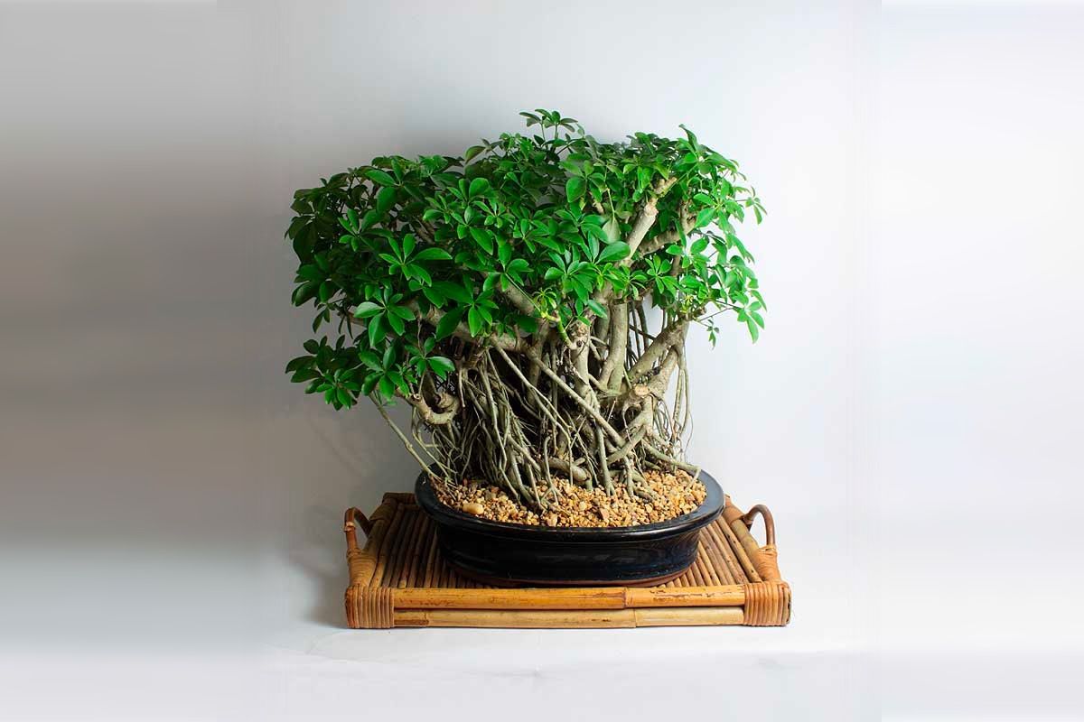 Bonsai Trees Unseen Photos