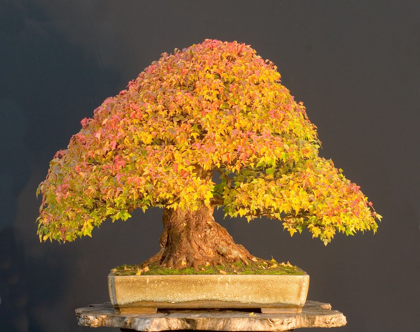 Bonsai Trees Unseen Photos