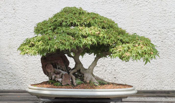 Bonsai Trees Unseen Photos