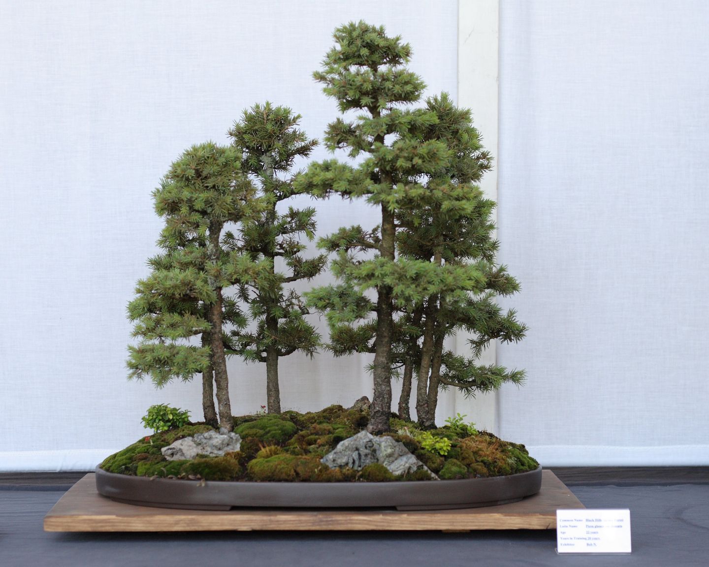 Bonsai Trees Unseen Photos