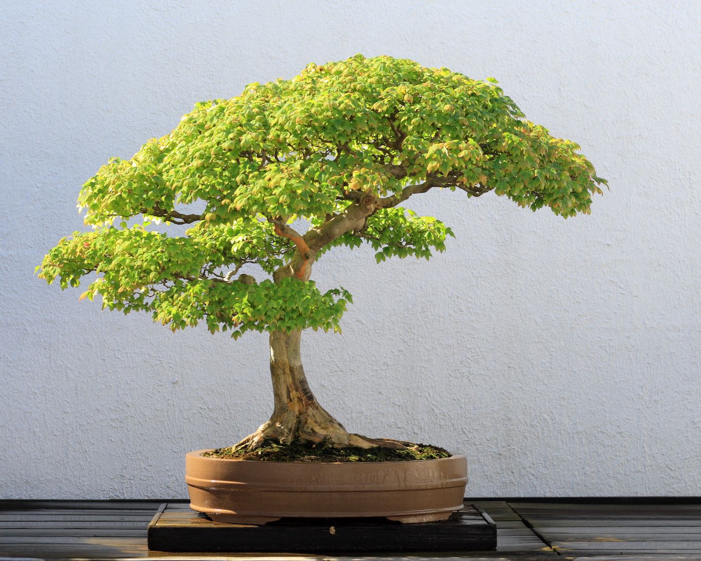 Bonsai Trees Unseen Photos