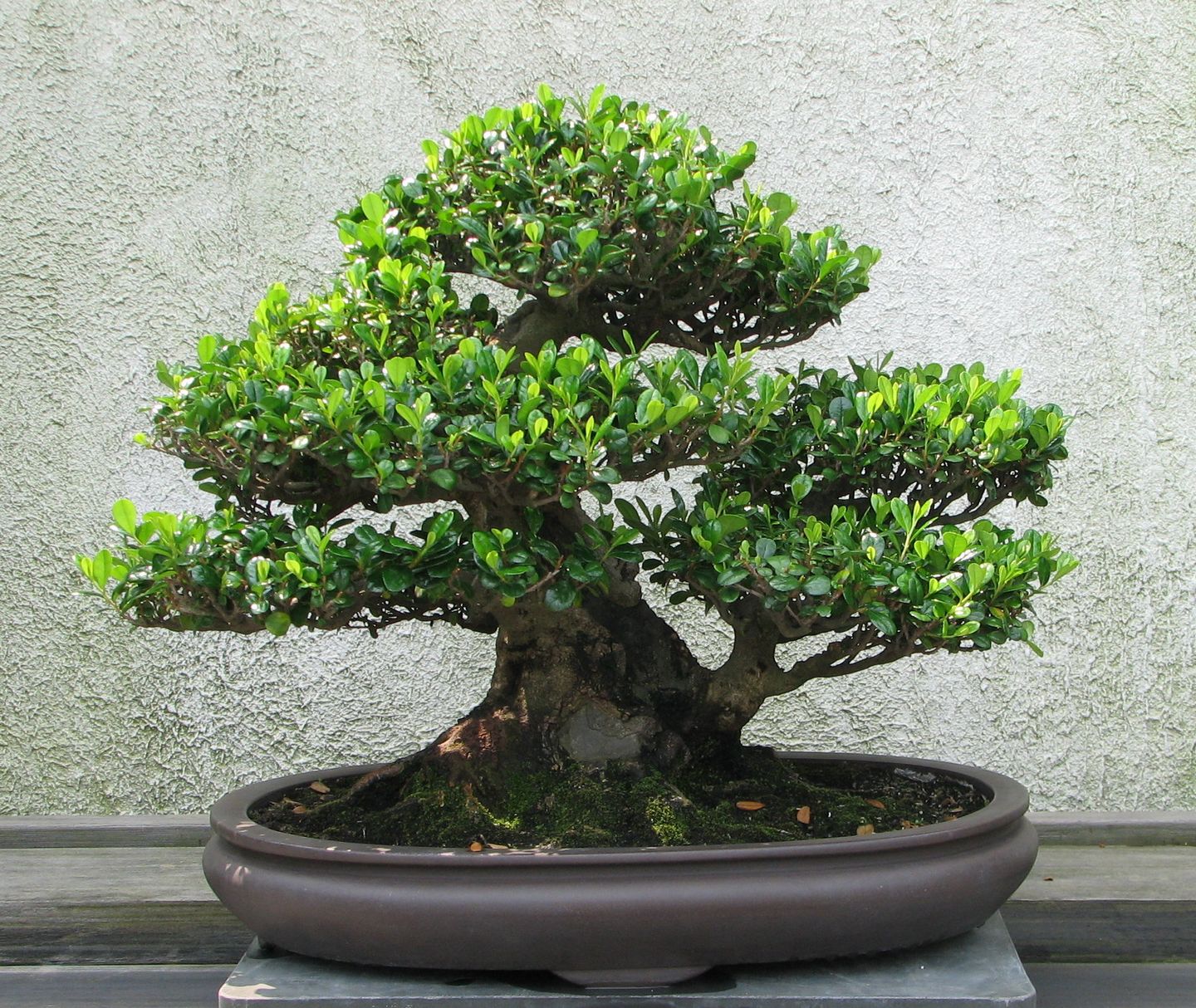 Bonsai Trees Unseen Photos