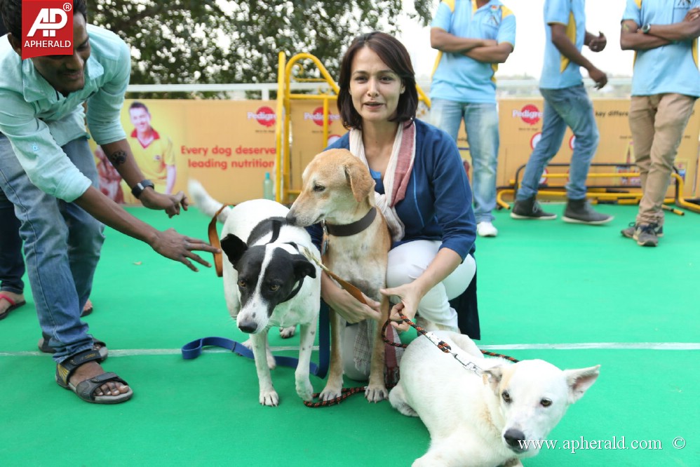 Amala Blue Cross Pet Carnival Event