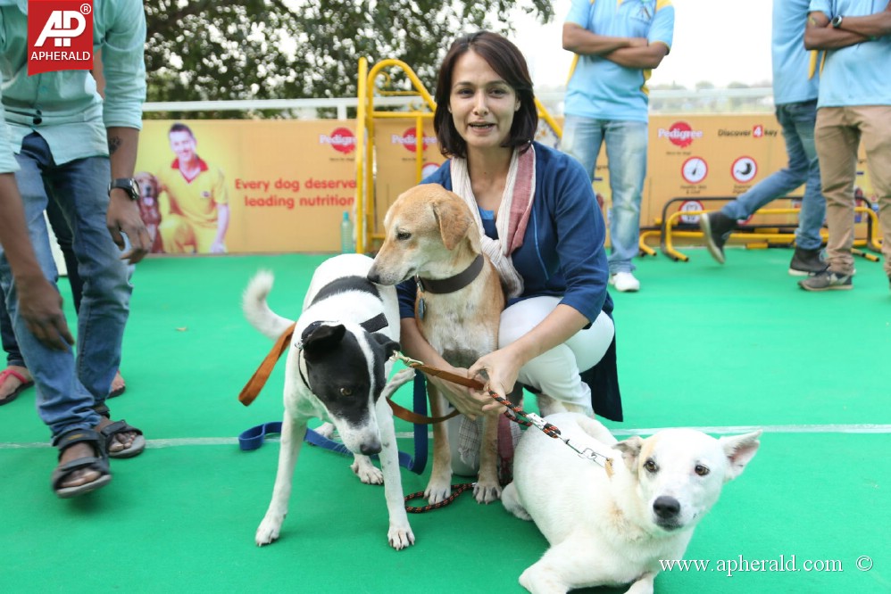 Amala Blue Cross Pet Carnival Event