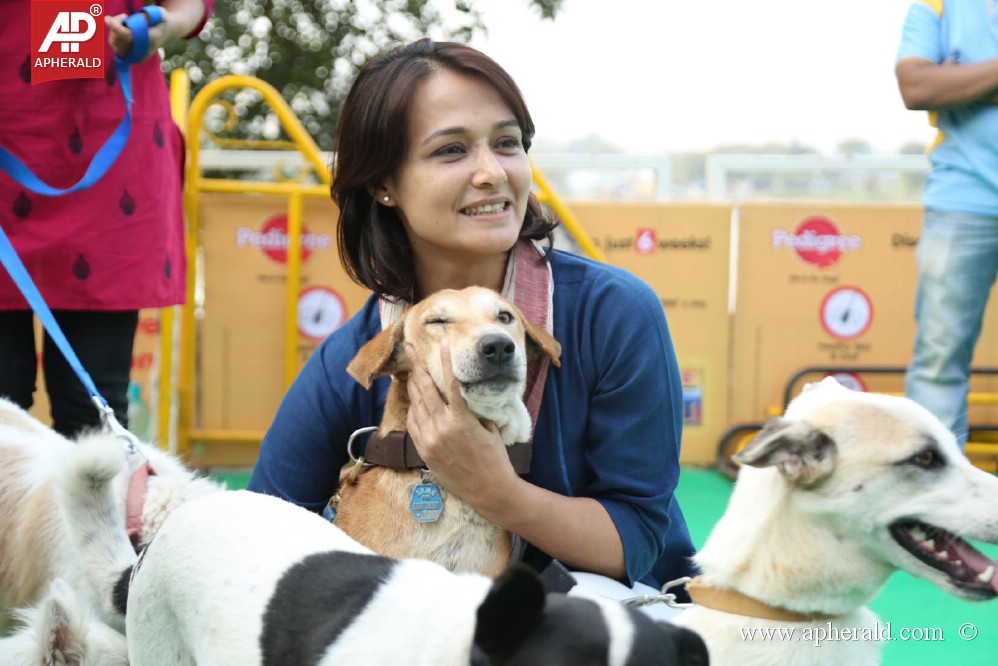 Amala Blue Cross Pet Carnival Event