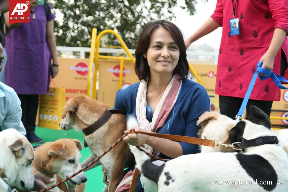 Amala Blue Cross Pet Carnival Event