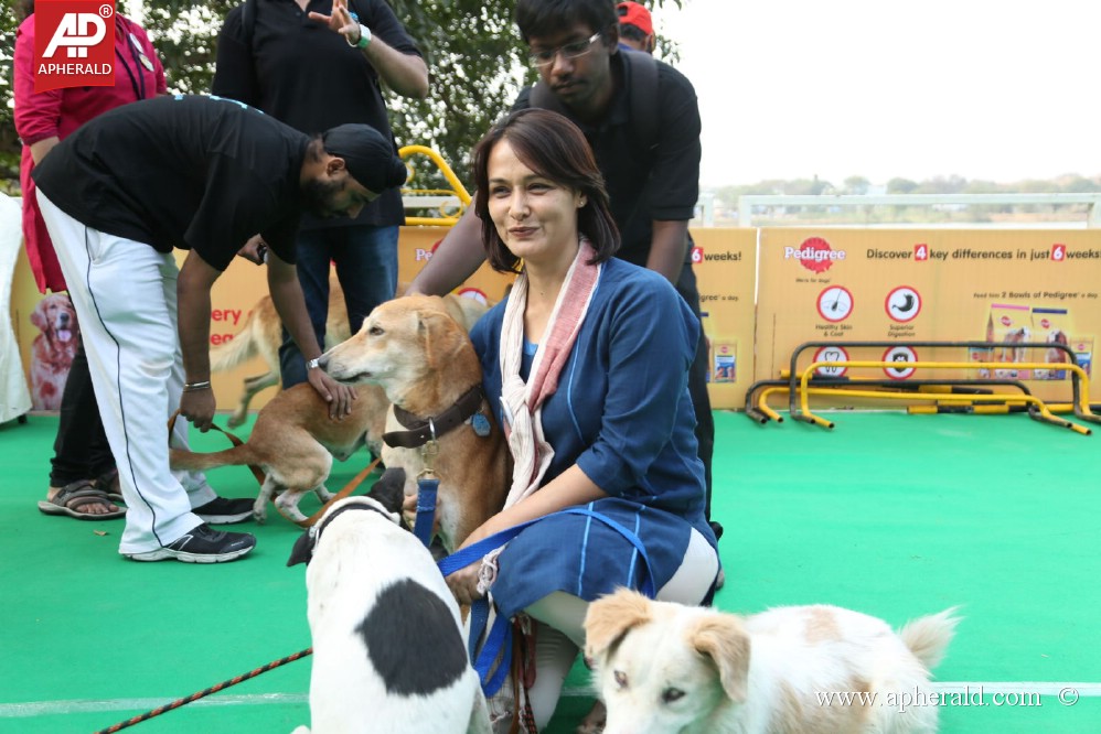 Amala Blue Cross Pet Carnival Event