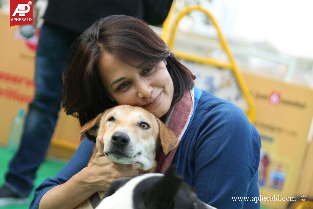 Amala Blue Cross Pet Carnival Event