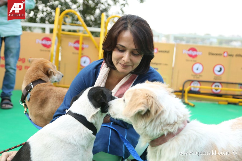 Amala Blue Cross Pet Carnival Event