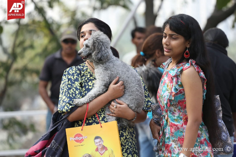 Amala Blue Cross Pet Carnival Event