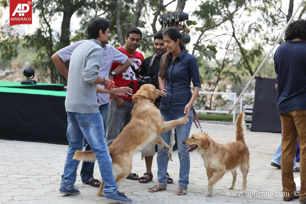 Amala Blue Cross Pet Carnival Event