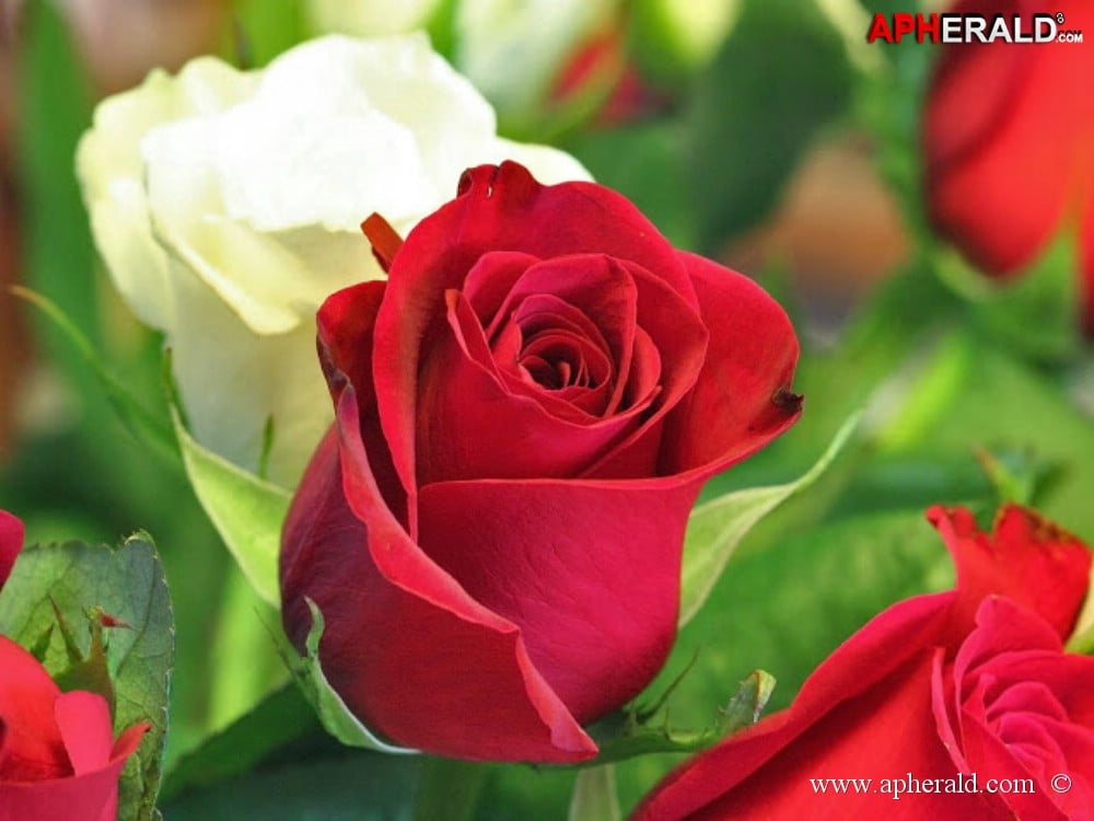 amazing red rose gallery