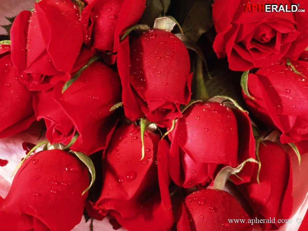 amazing red rose gallery