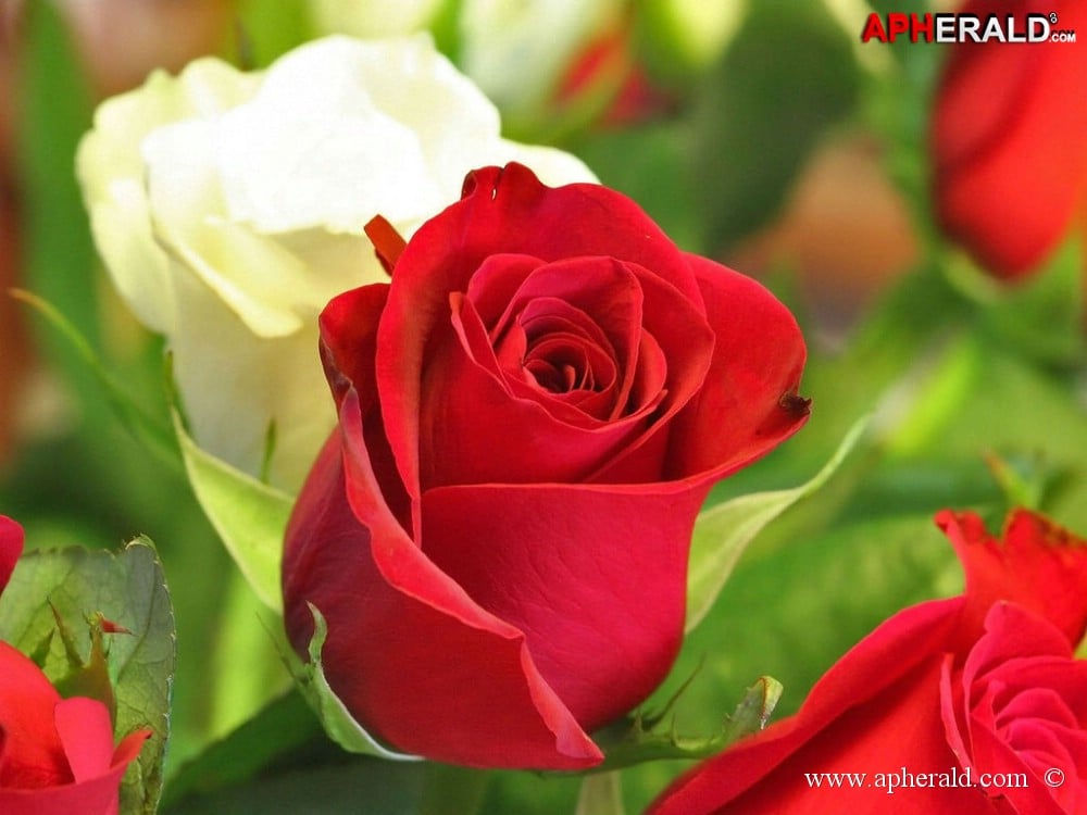 amazing red rose gallery