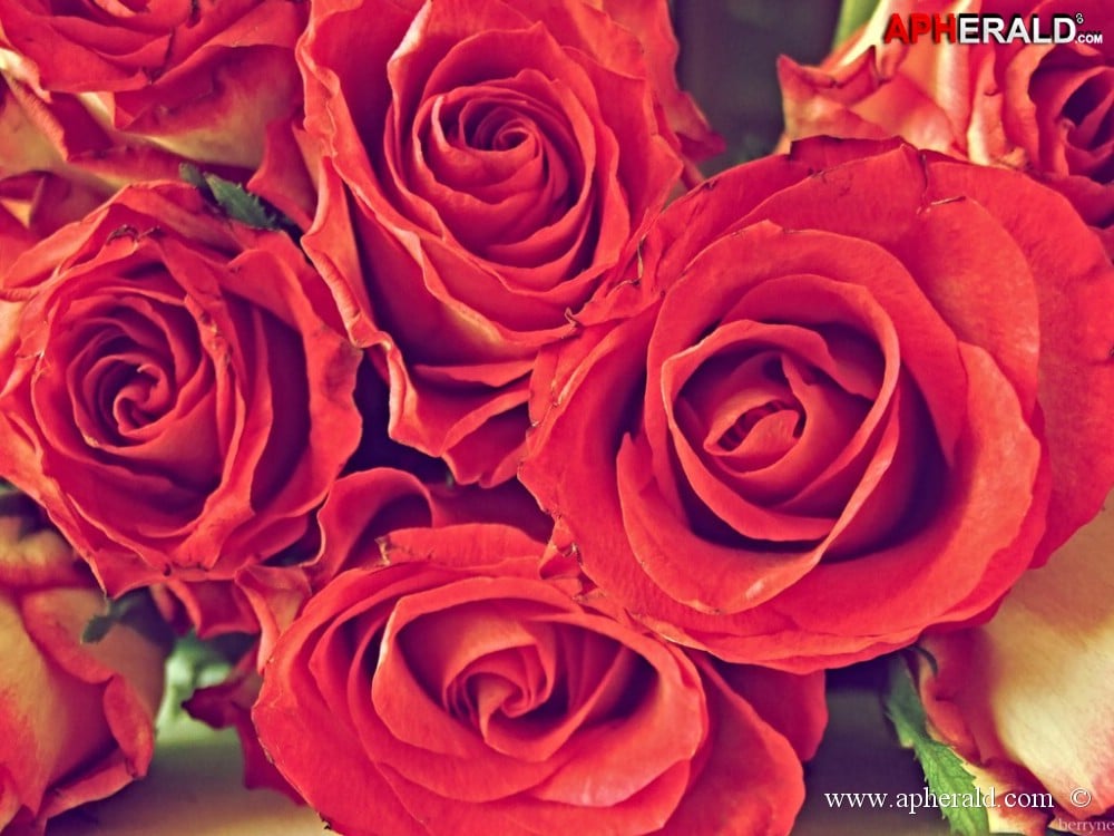 amazing red rose gallery