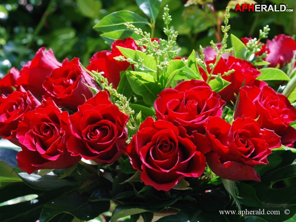 amazing red rose gallery