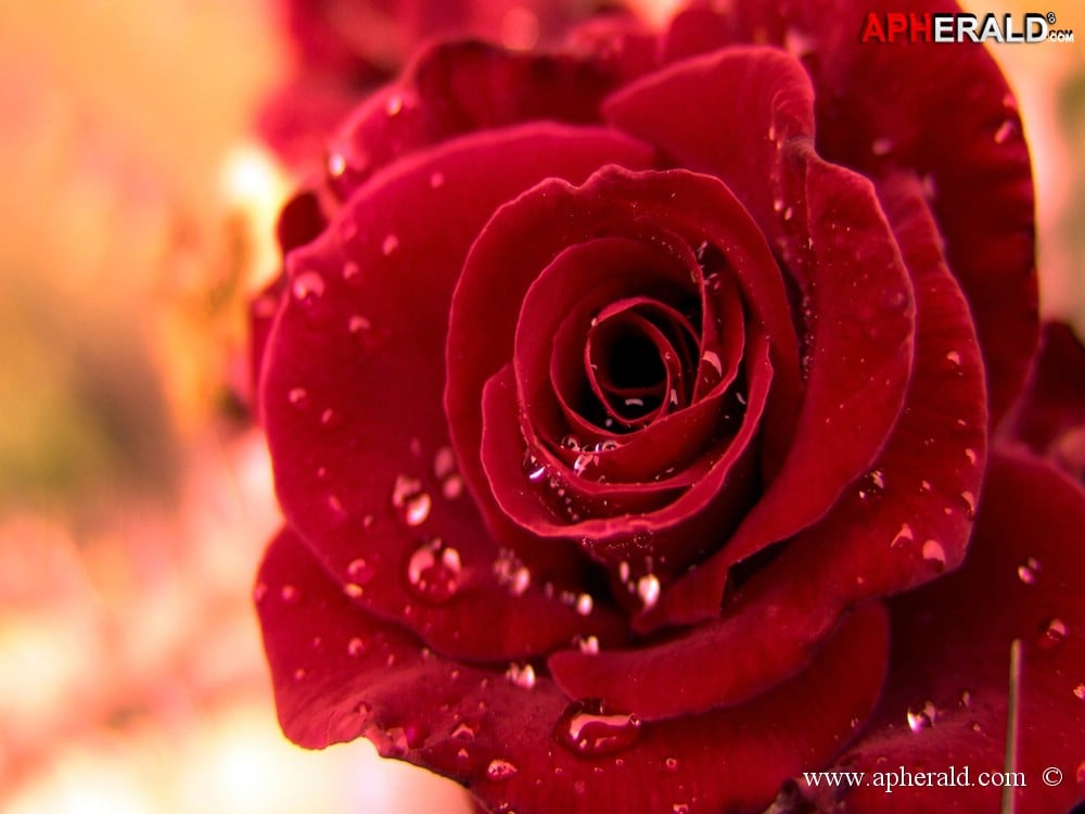 amazing red rose gallery