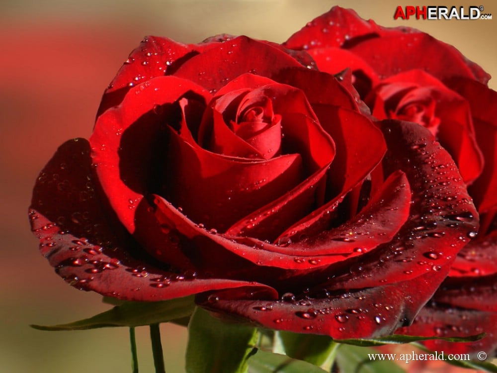 amazing red rose gallery