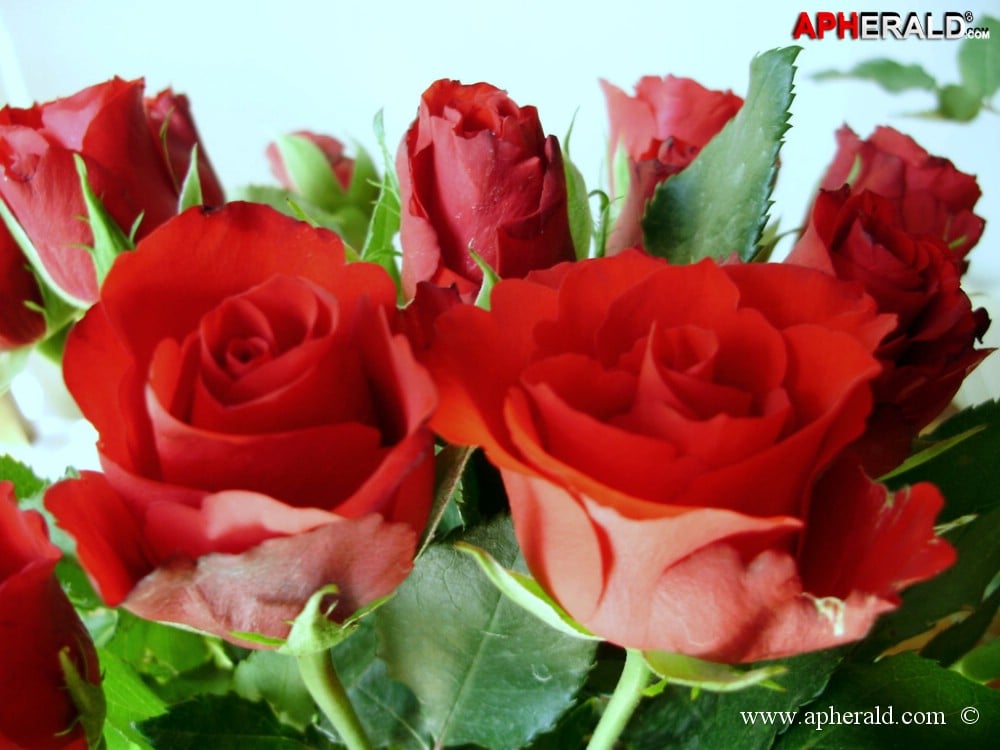 amazing red rose gallery