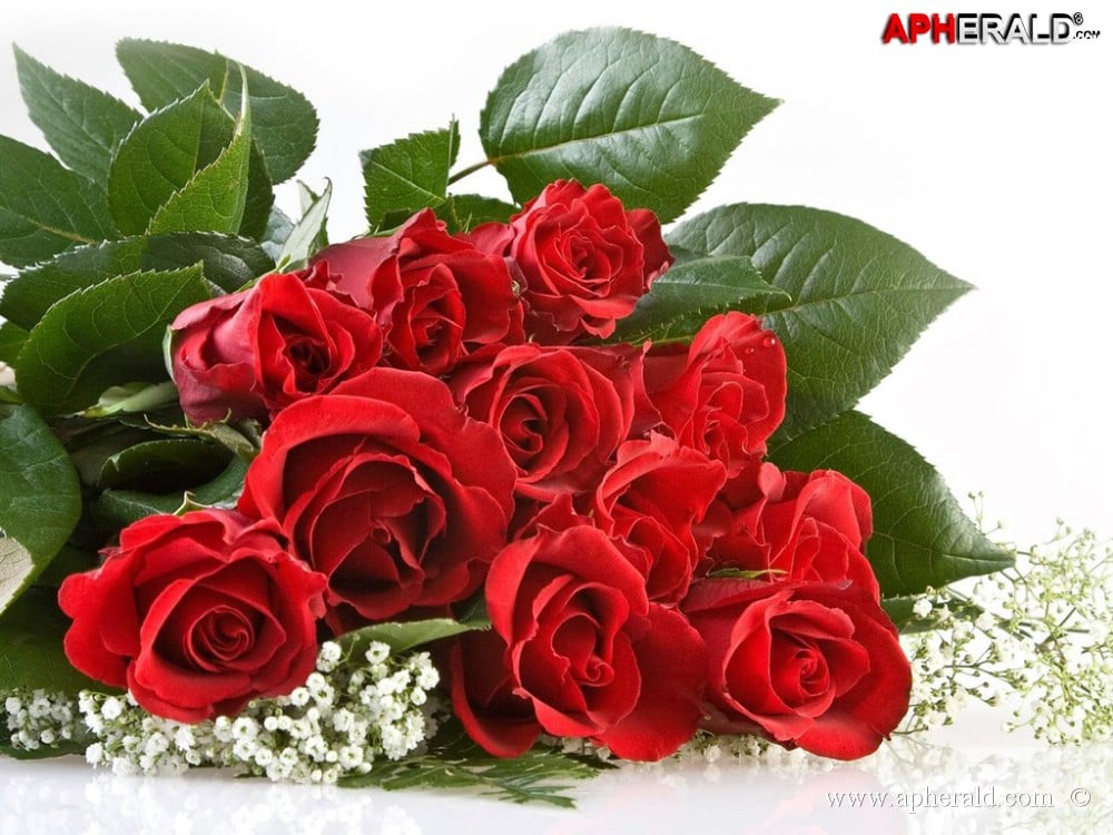 amazing red rose gallery