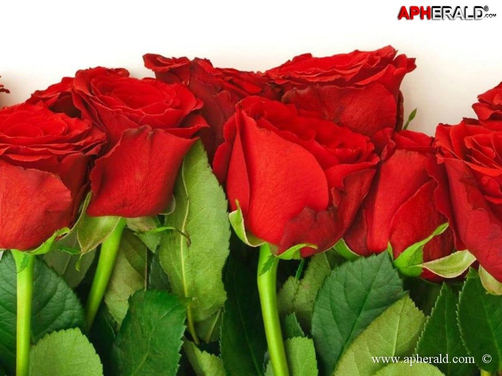 amazing red rose gallery