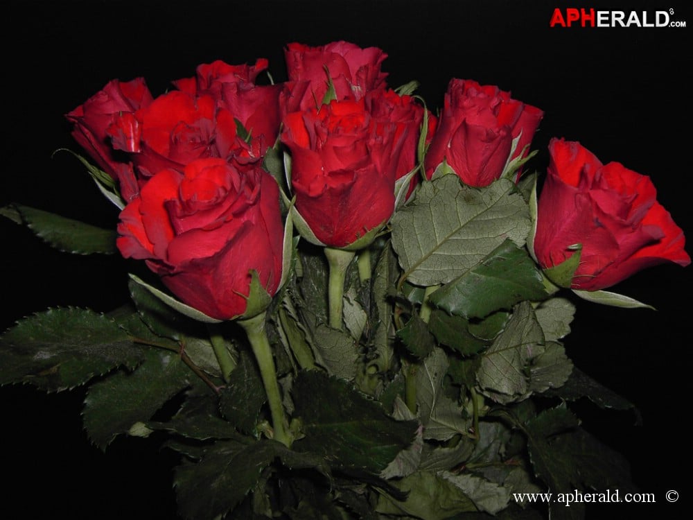 amazing red rose gallery